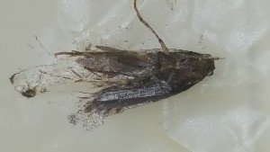 Leaf_MT_tuta_2_smanjena