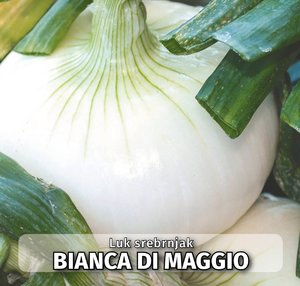 seme povrca gramature profi_luk bianca di maggio