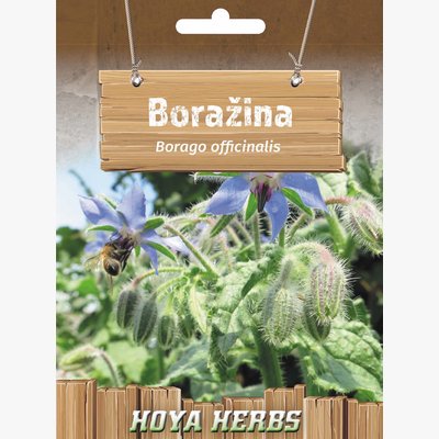 hobi seme zacinskog i lekovitog bilja_borazina