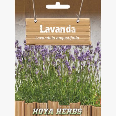 hobi seme zacinskog i lekovitog bilja_lavanda