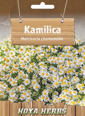 hobi seme zacinskog i lekovitog bilja_kamilica