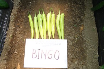 bingo 1476