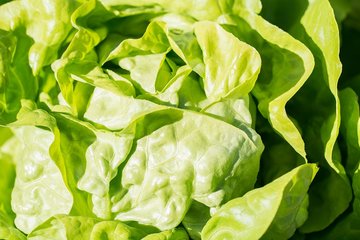 model bolesti zelena salata