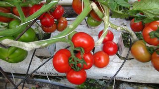izuzetni hibridi paradajza