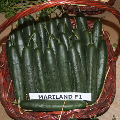 mariland f1