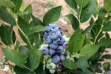 blueberry 4059