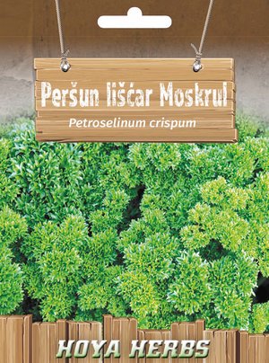 hobi seme zacinskog i lekovitog bilja_persun liscar moskrul