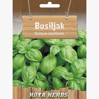 hobi seme zacinskog i lekovitog bilja_bosiljak
