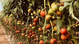 genome seeds paradajz