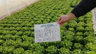 salata galactic genius