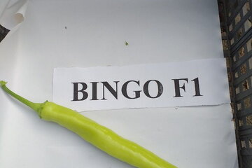 bingo f1 4945