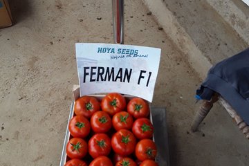 ferman f1