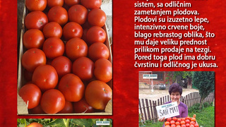 paradajz sah mat f1