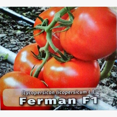paradajz_ferman f1