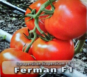 paradajz_ferman f1