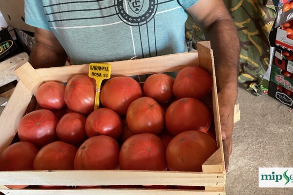 paradajz karanfil f1