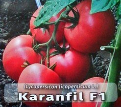 paradajz_karanfil f1