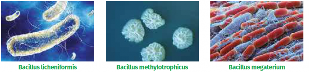 Glyss_Bacillus