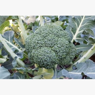 brokoli_maori f1