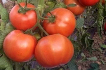 tomato nutrition plans according to phenophases of growth and development