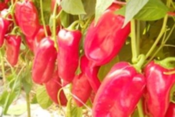 pepper nutrition plans according to phenophases of growth and development