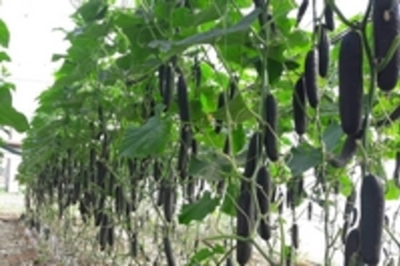 cucumber nutrition plans according to phenophases of growth and development