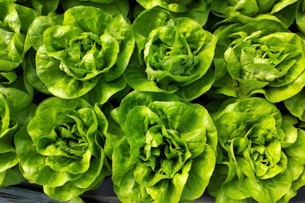 salata genius najbolji odnos cene i kvaliteta