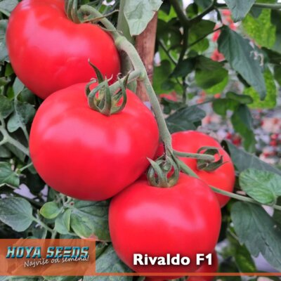 rivaldo f1