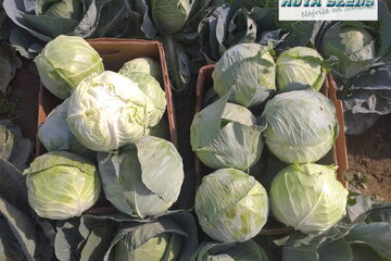 primavera f1 10194