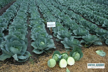 primavera f1 10197