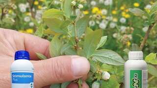 biljke borovnice se nalaze u u problemu nedovoljnog lateralnog porasta