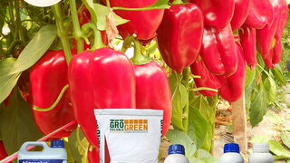 za bolje rezultate u proizvodnji paprike