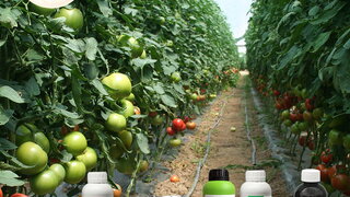 u vecini plastenika zavrsena je sadnja paradajza za letnje jesenju proizvodnju