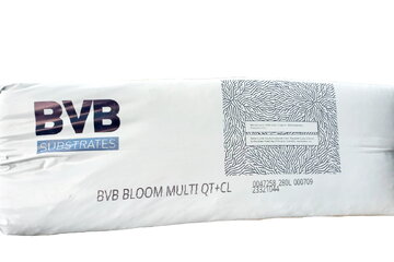bvb bloom