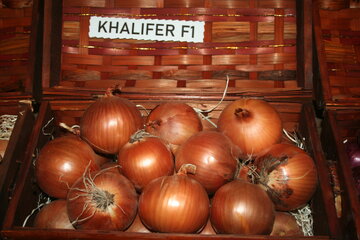 khalifer f1 10970