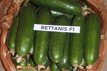 bettanis f1 10985