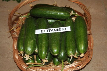 bettanis f1 10984