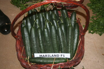 mariland f1 10987
