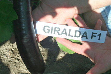 giralda f1 11074