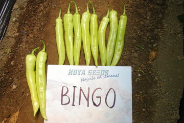 bingo f1 4949