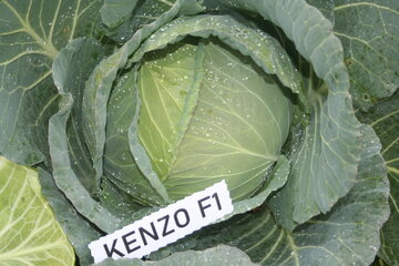 kenzo f1 11220