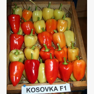 paprika_kosovka f1 11344