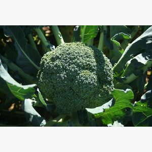 brokoli_maori f1