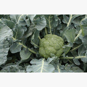 brokoli_samoa f1 11389