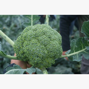 brokoli_samoa f1