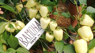 paprika ramona kod marka sulje