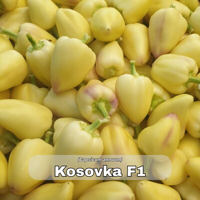 paprika_kosovka f1