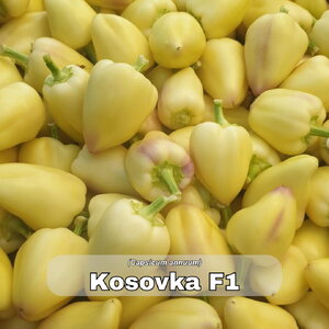 paprika_kosovka f1