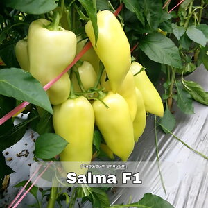 paprika_salma f1