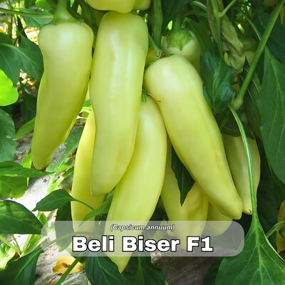 paprika_beli biser f1